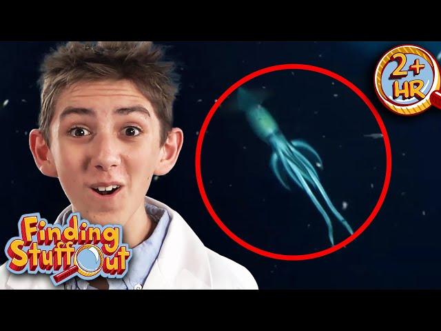 Do Sea Monsters Really Exist? | Discovering The Deep Ocean Secrets | Finding Stuff Out | 9 Story Fun