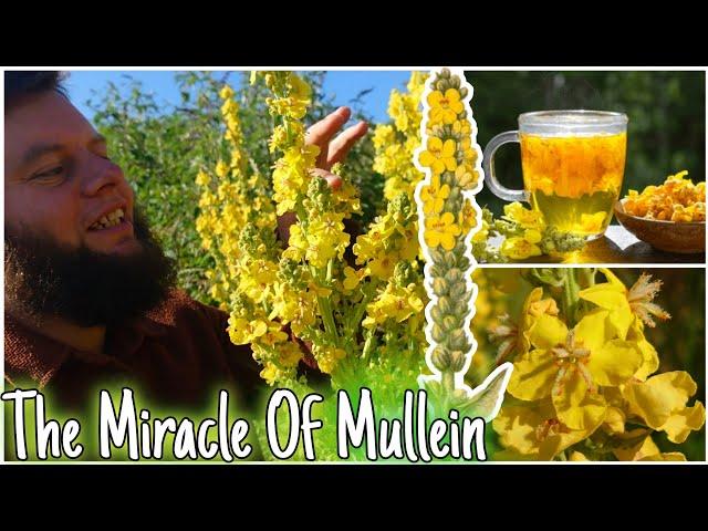 The Miracle Of Mullein: Nature's Lung Healer 🫁 Health Benefits, Uses & Identification