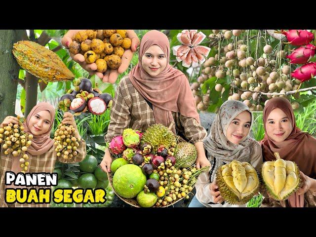 Panen buahbuahan segar | Petik buah langka