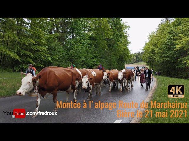 Montée à l'alpage au Col du Marchairuz 2021 4K