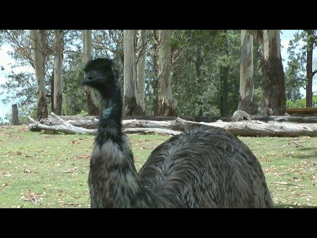 The Iconic Emu: Unraveling the Mysteries of Australia's Feathered Giants