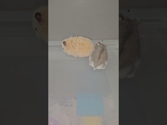 동생이 좋은 뽀르미