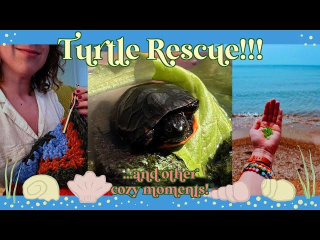 Turtle Rescue!!! Plus books, haircut, garden stuff, and a fun date night!