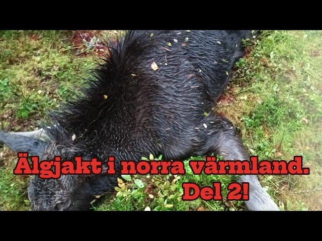 Älgjakt i norra värmland del 2 efterjakten.