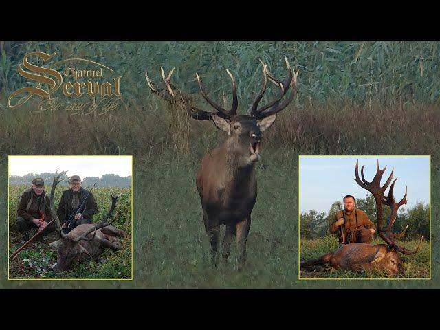 Trophy red deer hunting in Croatia - Baranja 2022.