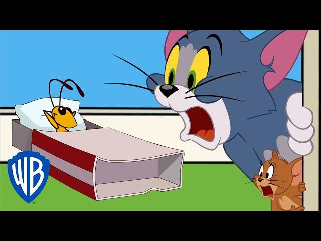 Tom & Jerry | The Cricket Problem | WB Kids