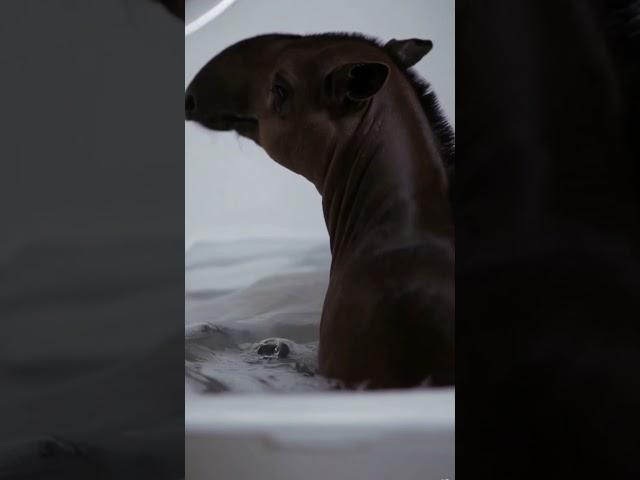 A Tapir's Dream: Warm Water and Quiet Steam 🫧️️ #animals #cute #bathtime