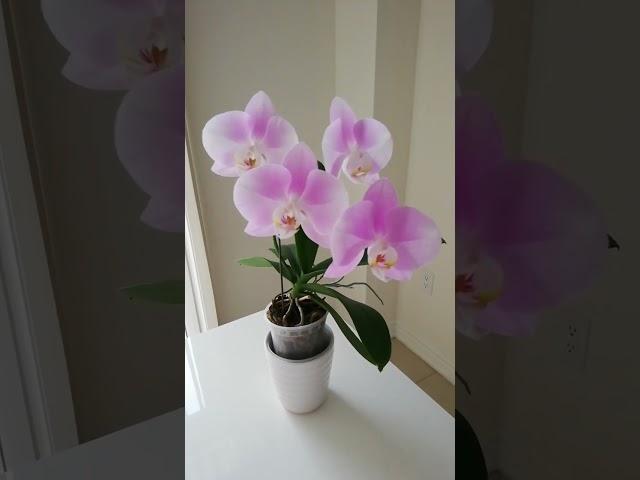 Baby Pink Orchid #orchidlovers #orchidcare