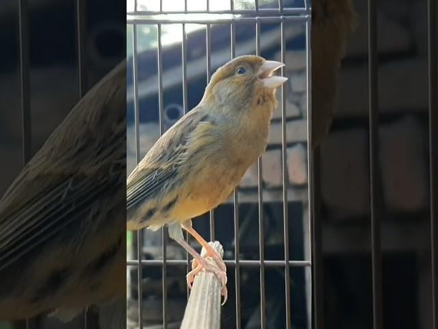 canary bird singing | bird sound #birds #animals #canary #funnyanimals