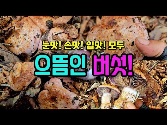 으뜸 중의 으뜸인 버섯! 만나면 눈맛, 손맛, 입맛, 기분까지 좋아진다!