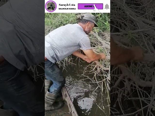 CHICK WILL CUT, BIRD WILL COME-1/ CASE FISH HUNTING-HOW TO CATCH A GIANT CAT FISH