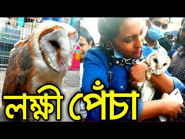 পোষা লক্ষ্মী পেঁচা | Pet Owl | Big Owl Birds of Bangladesh | Pet Owl Price 2020 | pecha pakhi