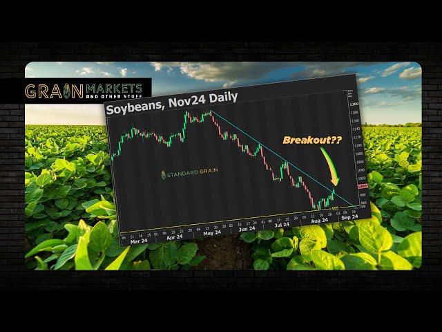 Breakout or Fake-Out?? Time for a Soybean Rally?