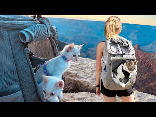 Features of "The Navigator" | #1 Travel Cat Brand in the WORLD