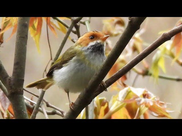 2023-03-12_13 武陵農場賞鳥 (台北鳥會) (4K)