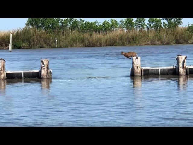 Bobcat Makes Really Long Jump Look Easy