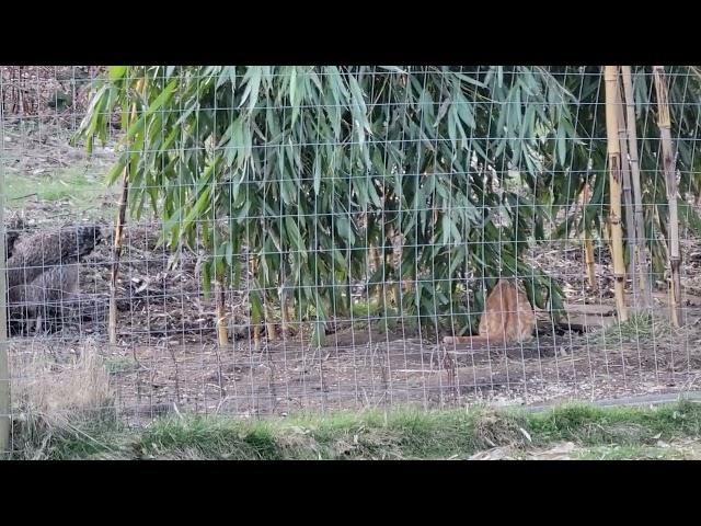 Kitten jumps over hen.