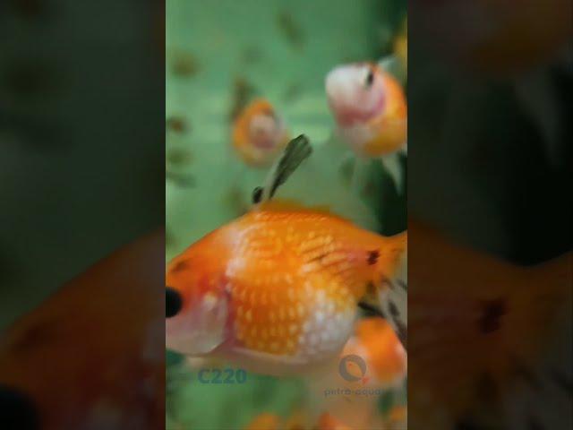 C220 l Carassius auratus l.f. pearl