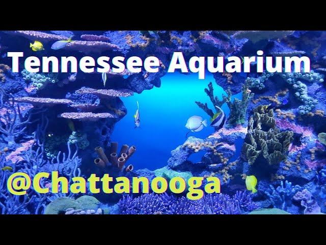 Chattanooga Aquarium Walkthrough