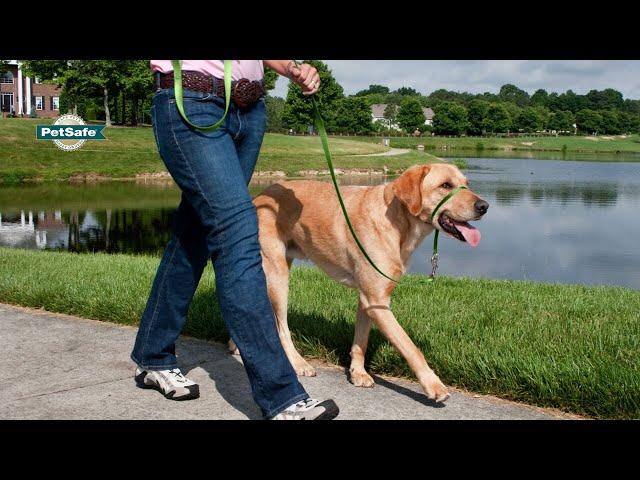 How to Fit and Train with the PetSafe® Gentle Leader® Headcollar