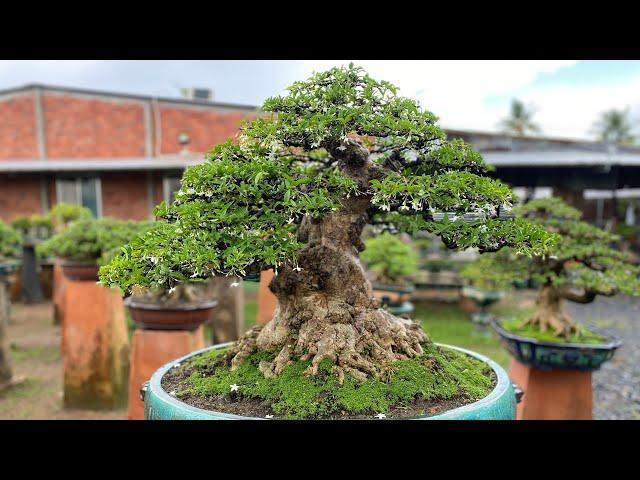 Đôi bonsai mai chiếu thủy nu da đen lá lớn hàng khủng cực vip quá chất lượng .#0975282803