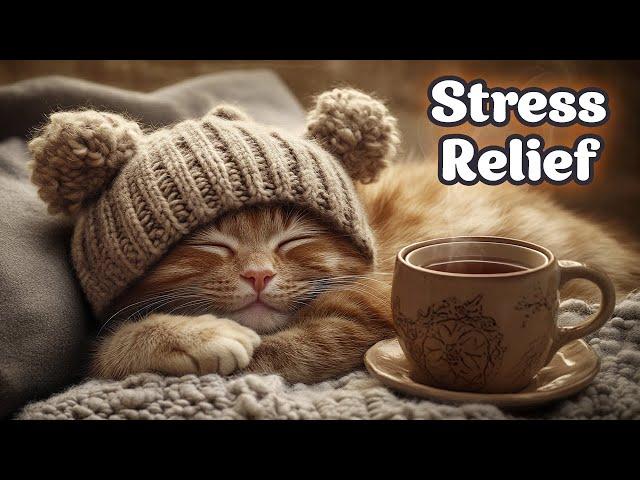 Relaxing Coffee Shop Vibes for Cats  Cozy Music to Calm Your Furry Friends