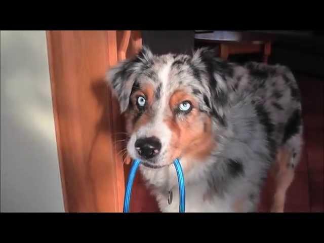 100tricks100days # 32 day Bring me your leash from the cupboard / Hozd ide a pórázod