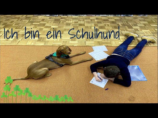 Ich bin Masha - der Schulhund (Therapiehund) der Hilda-Heinemann-Schule