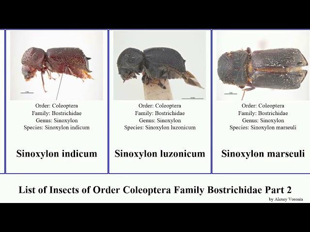 List of Insects of Order Coleoptera Family Bostrichidae Part 2 sinoxylon trogoxylon xylopsocus