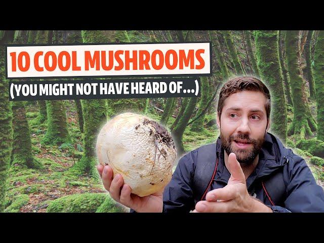 Ten Unique Mushrooms That Will Blow Your Mind (Mushroom Month #1)