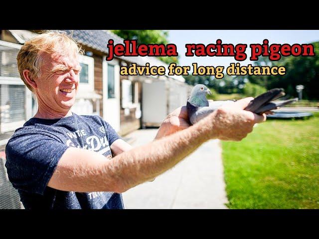 Jelle Jellema: Master of Long-Distance Racing Pigeons – The Marathon Champion .