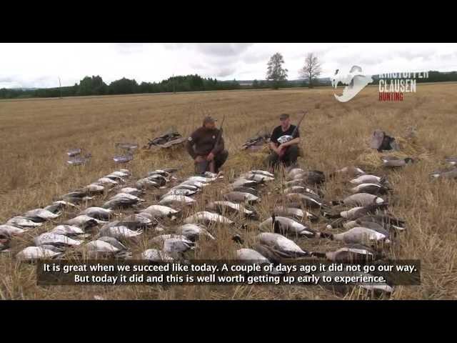 Kristoffer Clausen Hunting TV, Episode3, Hunting pigeons and geese, Actionpacked!