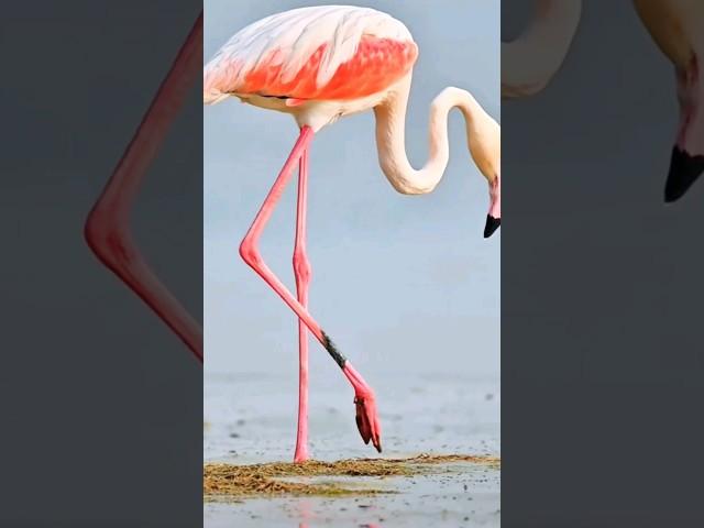 Flamingo legs are very delicate #shorts #shortsvideo #flamingo