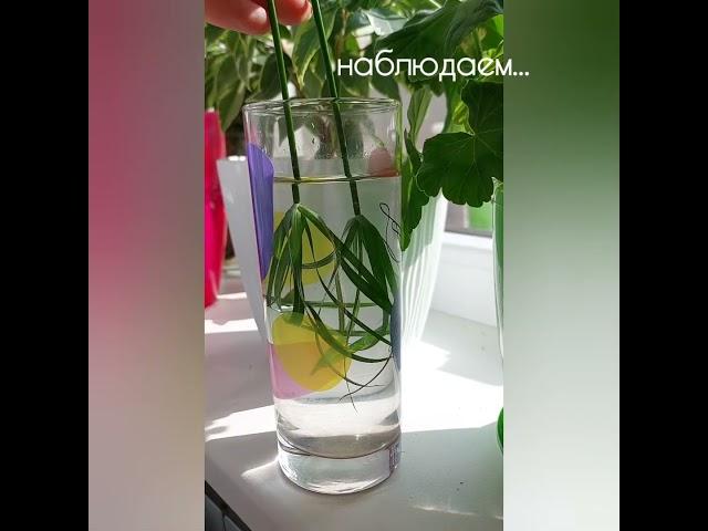 Циперус размножение