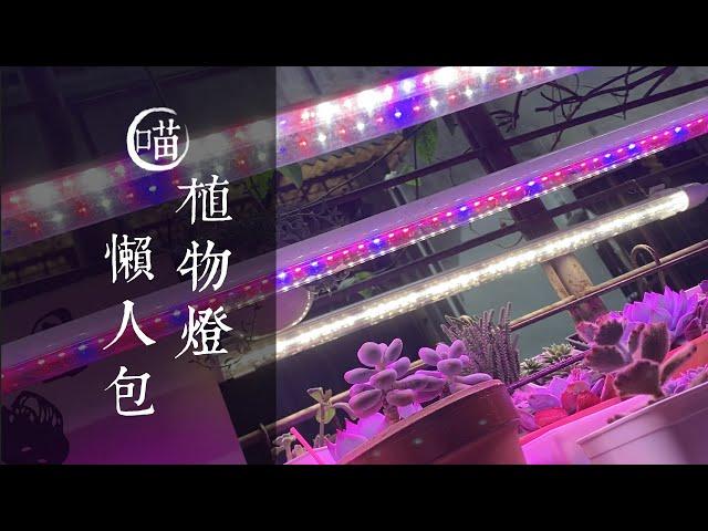 喵王的多肉陽台/植物燈懶人包/解決多肉植物徒長/不開花的問題