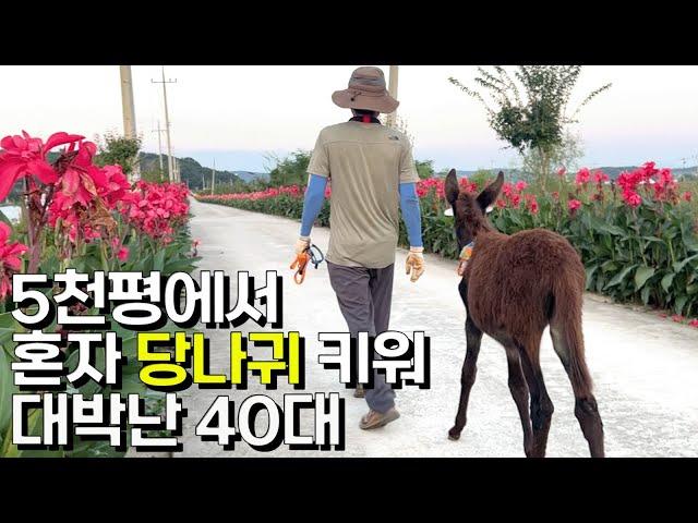 혼자서 5천평 당나귀 농장 운영해 대기업 부장급 연봉 버는 40대 [동키스타즈]ㅣ휴먼스토리ㅣ직업의모든것ㅣ직업탐구ㅣ인간극장ㅣ생활의달인ㅣ골라듄다큐ㅣ돈버는사람들ㅣ이색직업