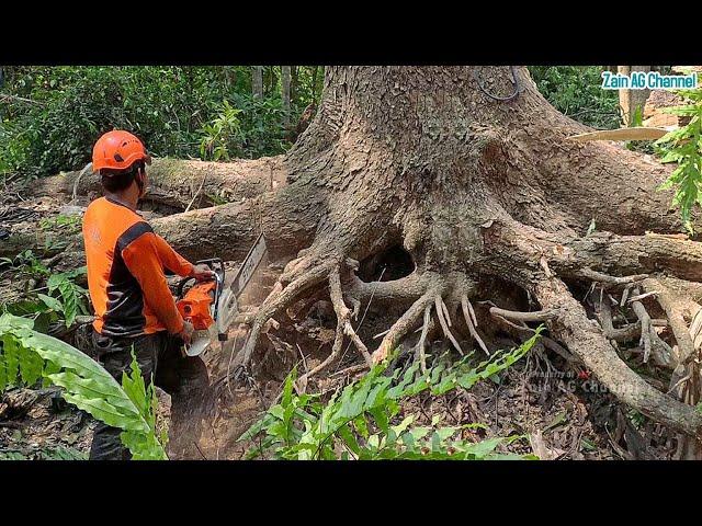 Easily broken ..!! Cutting down large, dangerous trembesi trees