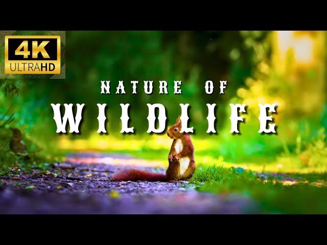 4K Wildlife Encounters: Up Close Moments with Nature's Majestic Beasts