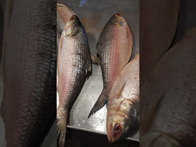 Podda Elish Fish | Podda River #podda #elish #fish #mpbmridu #shorts #fishing