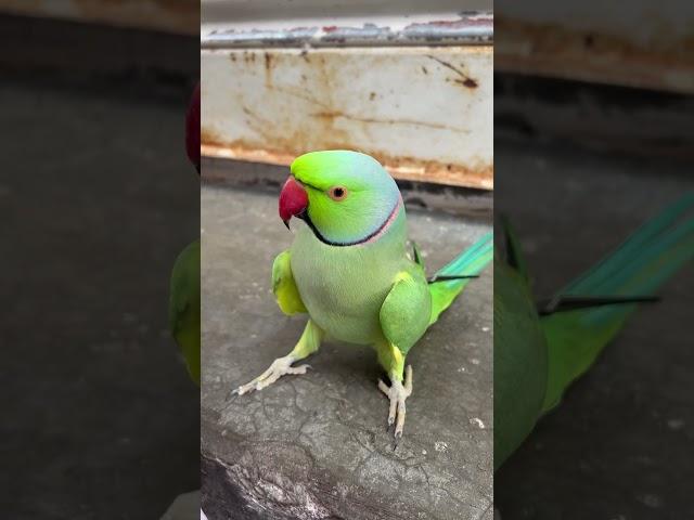 Mithu Talking Or Dancing  #cute World Best #parrot #parrotshorts #talkingparrot #viral #shorts