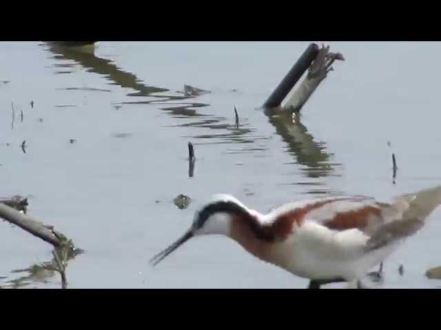 The Frenetic Wilson's Phalarope--NARRATED