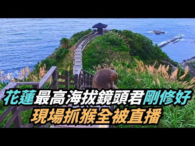 【熱搜新聞】花蓮最高海拔鏡頭君剛修好　現場抓猴全被直播放送｜民視新聞｜