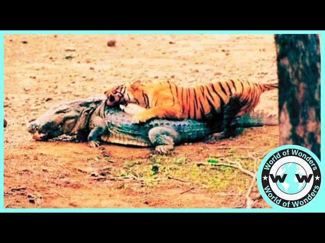 Giant Tiger bite Crocodile head Attack - Top 8 Tiger Attacks