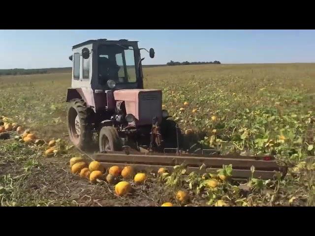 Швидко згортаю гарбузи