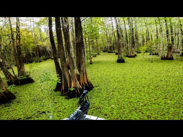 Fishing in THE SWAMP!! (Santee Cooper Toyota Practice)