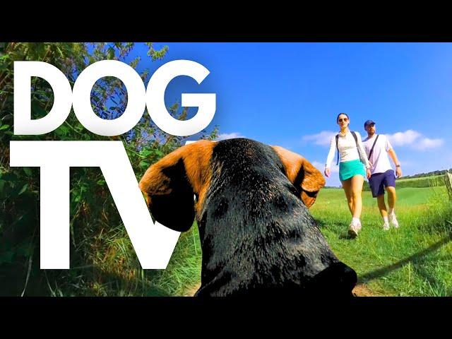 GoPro DogTV | Your Dog's 10hr Relaxing Virtual Walk Through Scenic Countryside Dog POV