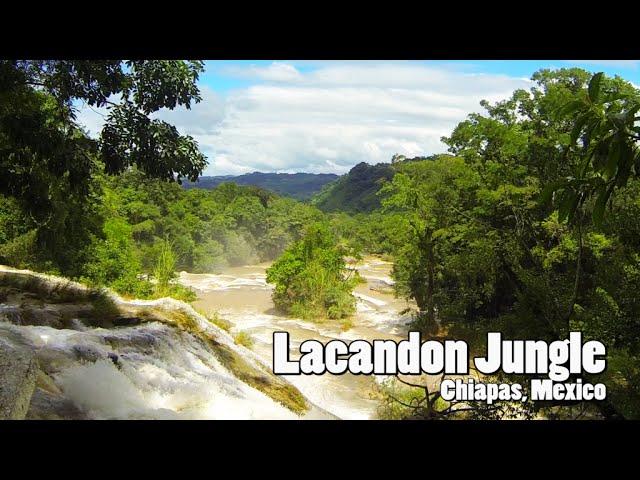 Mexico : Lacandon Jungle with Ecochiapas/Explora (Chiapas)