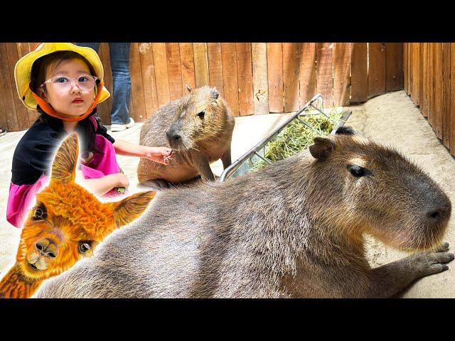 Changcady cùng Cam Cam đi chơi cùng các con vật, gặp lạc đà alpaca, chuột túi, Capybara