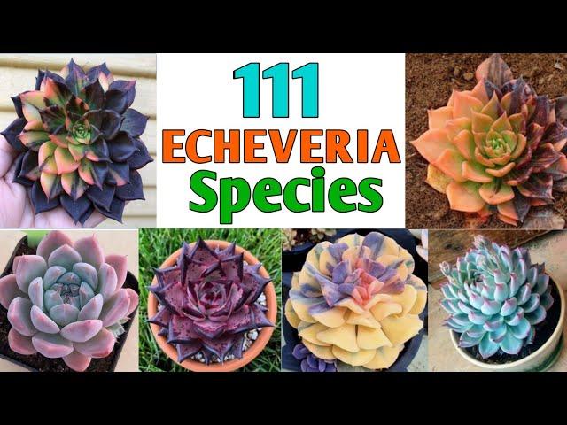 111 Echeveria Species | Echeveria Succulent Varieties with Identification| Plant and Planting