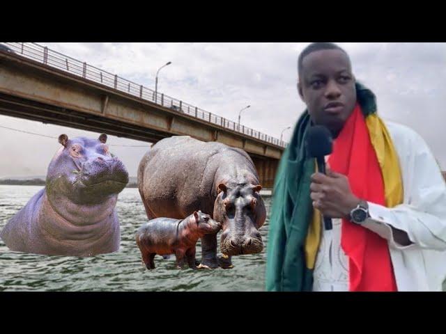 Thierno décrypte: 3 hippopotames repérés sur le deuxième pont de Bamako.